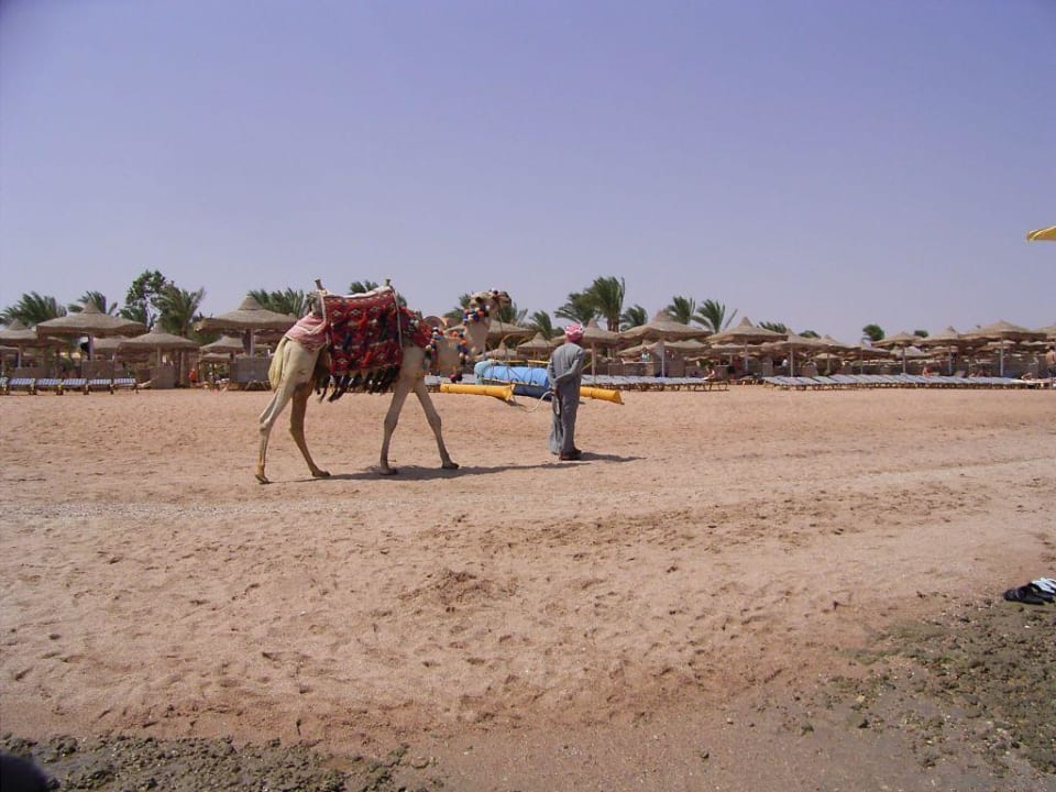 Jalla, jalla, ... Jaz Makadi Saraya Resort