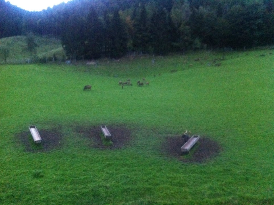 Ausblick auf Wildgehege von Balkon Gasthof Kleefeld