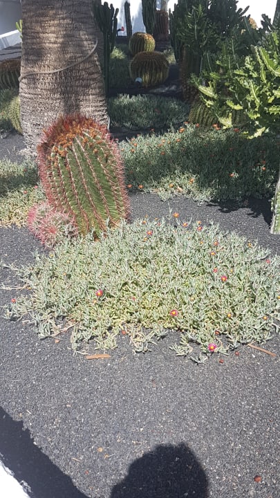 Gartenanlage Hotel Floresta