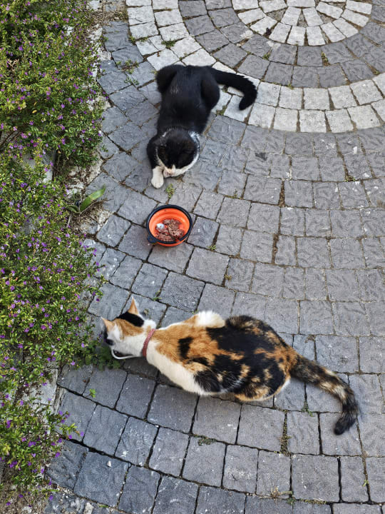 Gartenanlage Club Sidelya Hotel