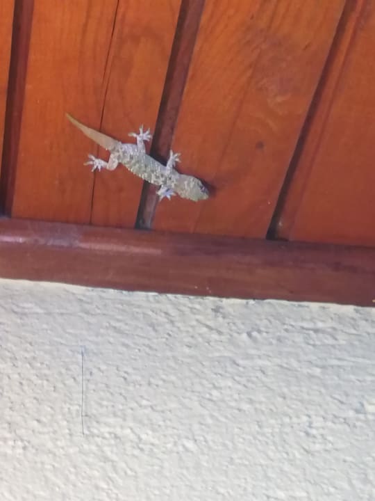 Sonstiges Özlem Garden Hotel