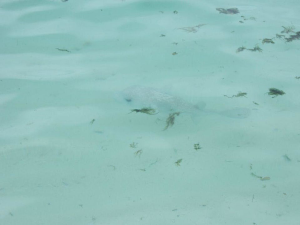 Kugelfisch Summer Island Maldives