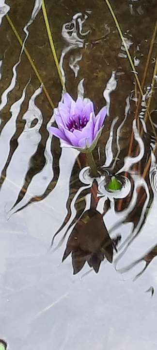 Gartenanlage Baobab Beach Resort & Spa