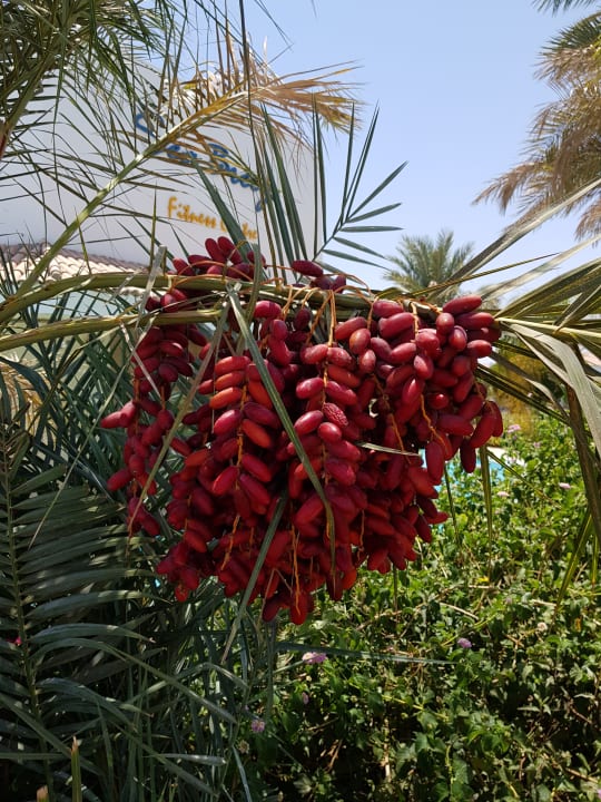 Gartenanlage Lahami Bay Beach Resort