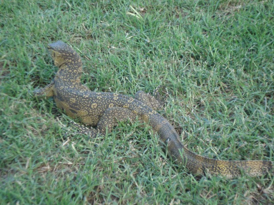 Noch eine Echse Baobab Beach Resort & Spa