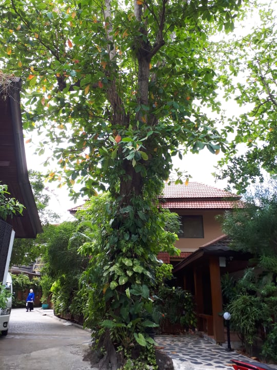 Garten Hotel Tropica Bungalow