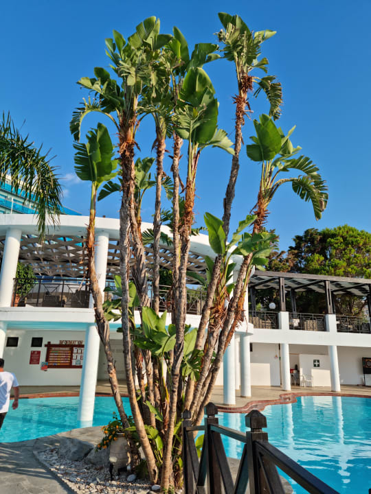 Gartenanlage Hotel Calypso Beach