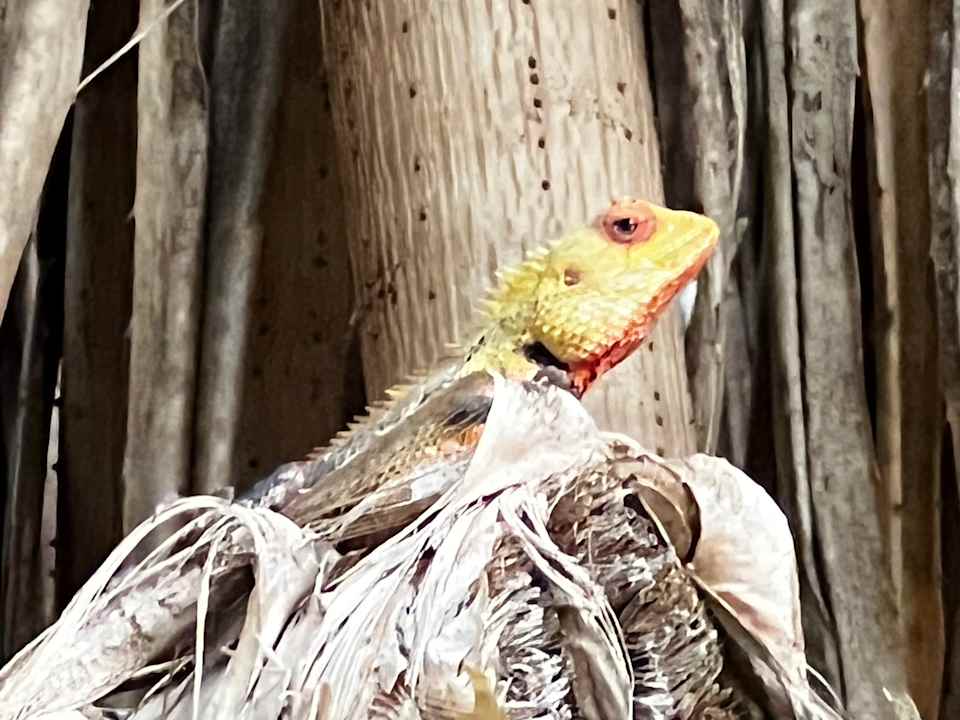 Sonstiges Kuredu Island Resort & Spa