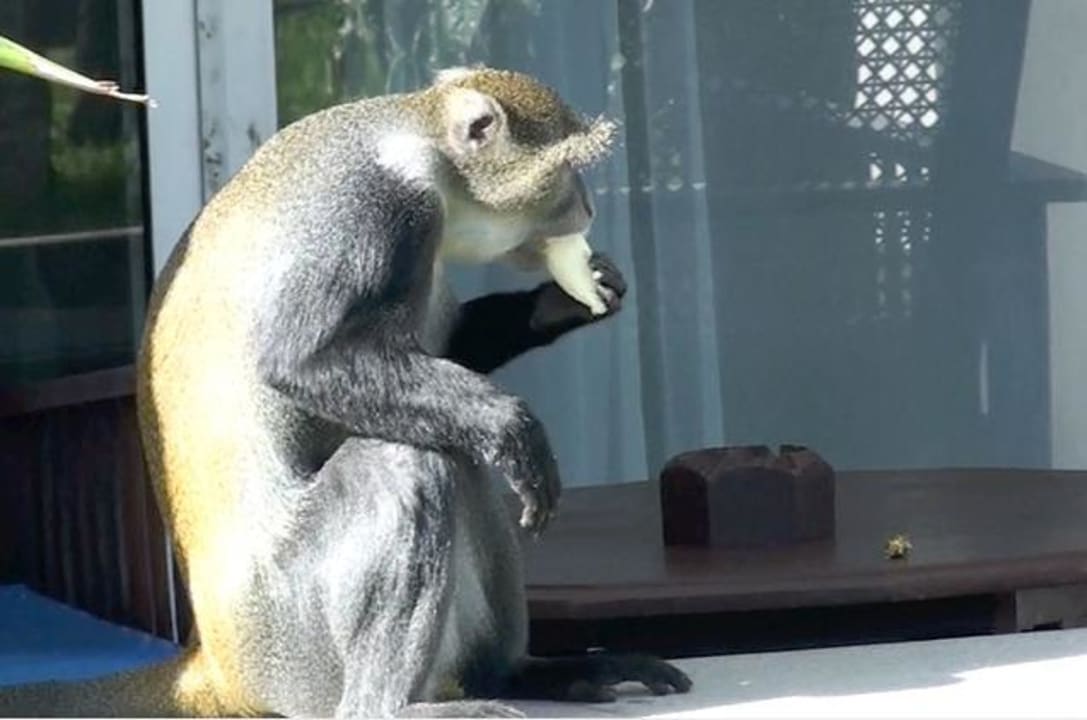 Affe auf unserer Terrasse Hotel Southern Palms Beach Resort
