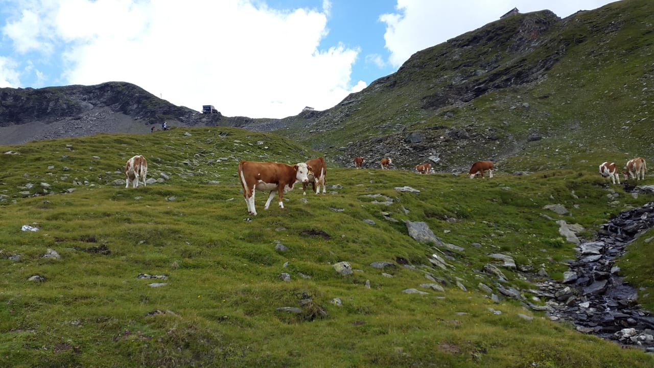 Kühe des Thalerhofs Pension Thalerhof
