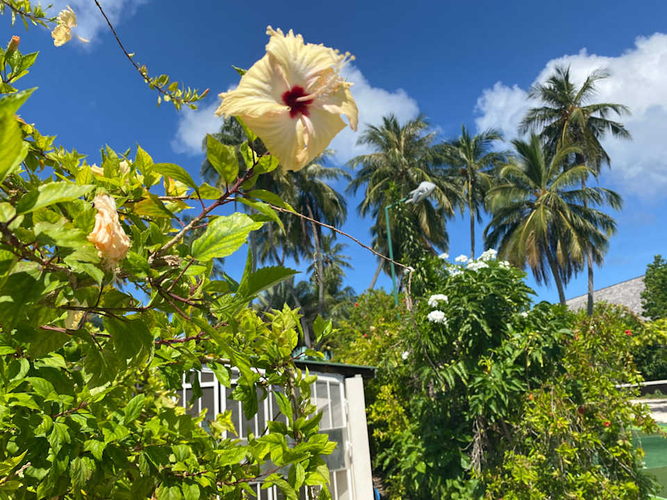 Gartenanlage Vilamendhoo Island Resort & Spa