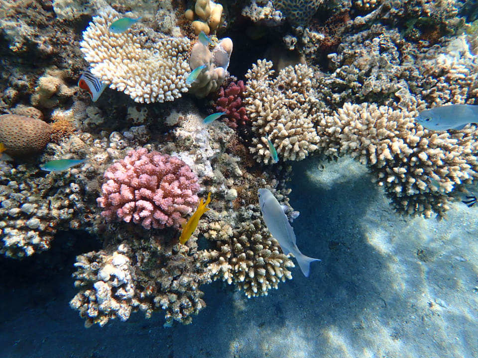 Sport & Freizeit Shams Alam Beach Resort