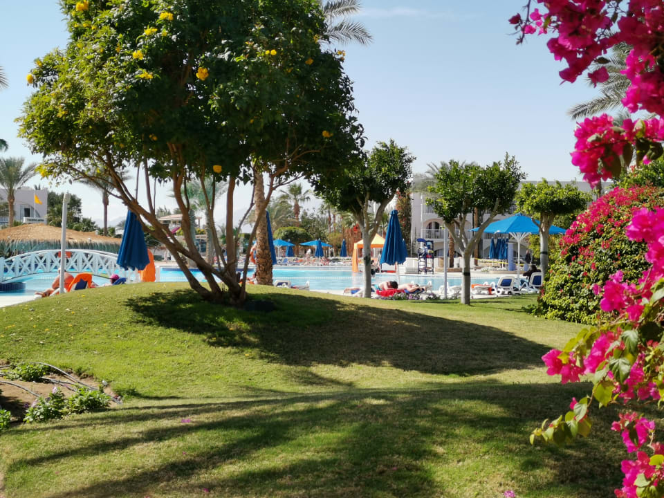 Gartenanlage Desert Rose