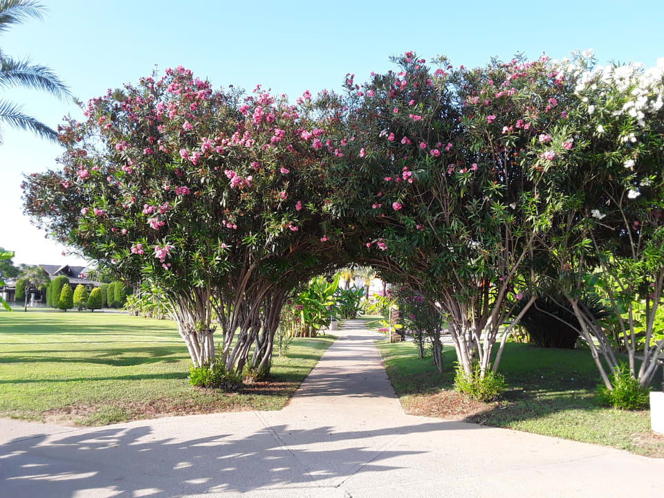 Gartenanlage IC Hotels Green Palace