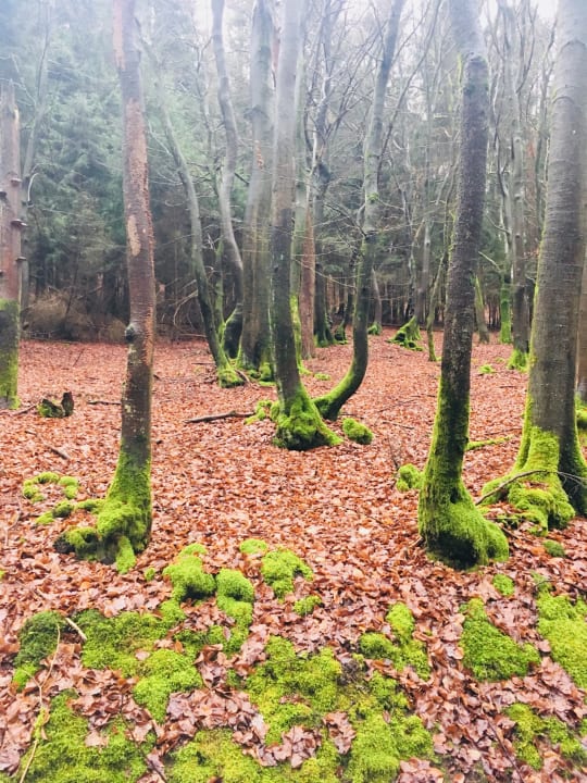 Waldspazietgang direkt um das Hotel Heppe Wald-Hotel Heppe