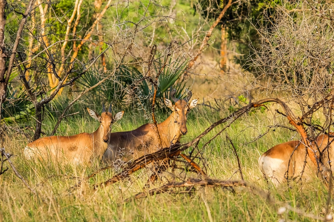 Sport & Freizeit Saadani Safari Lodge