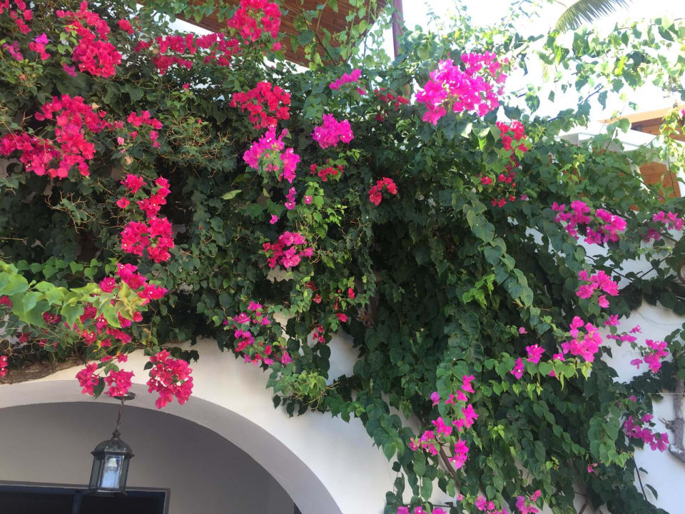 Gartenanlage Lagas Aegean Village