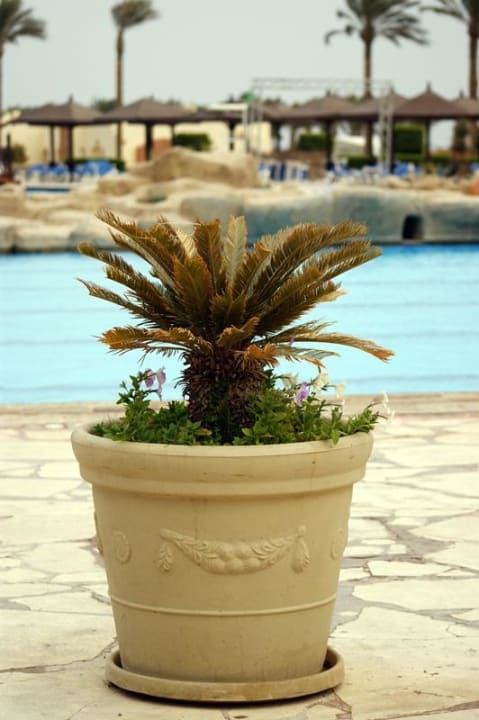 Palma przy basenie SUNRISE Royal Makadi Resort