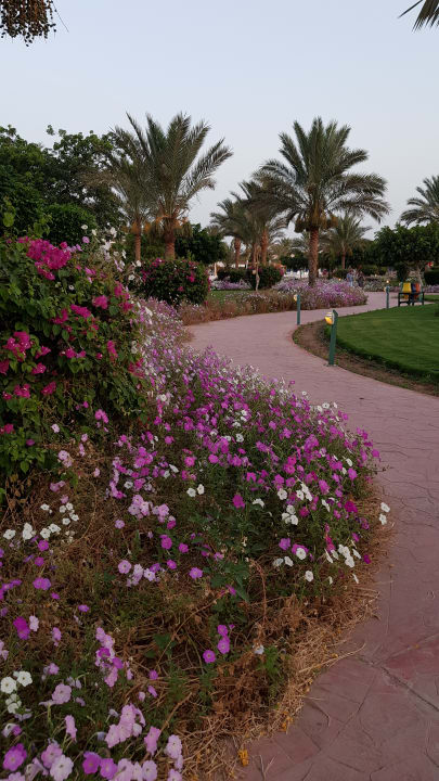 Gartenanlage Desert Rose