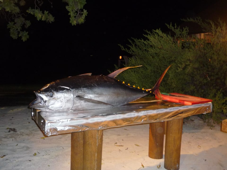 Yellow-Tip-Tuna - Grill am Buffet Diamonds Thudufushi
