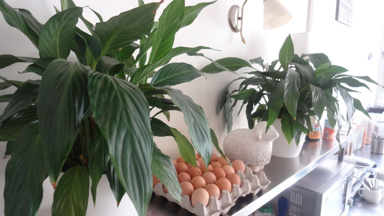 Frühstücksraum / detail Hotel Nehalennia