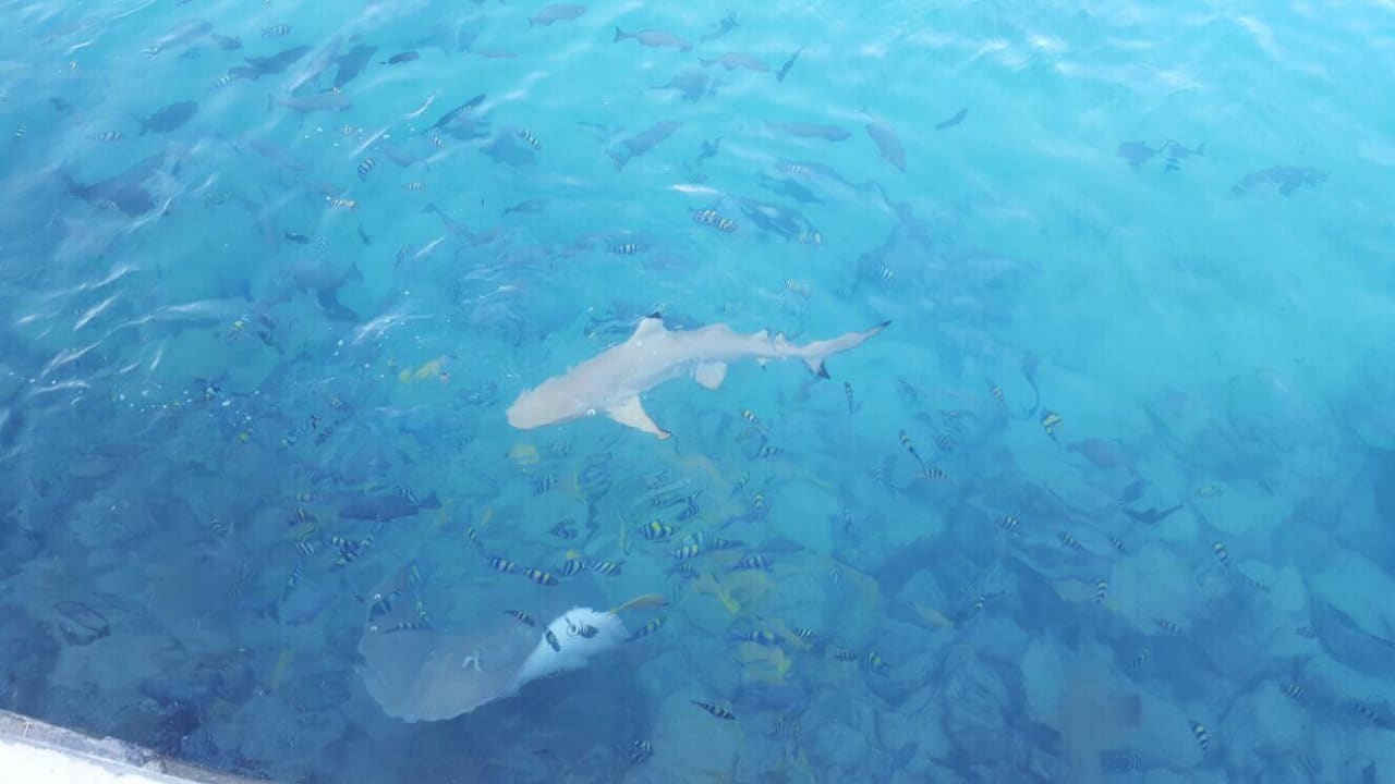 Fütterung Summer Island Maldives