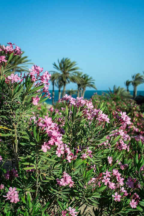 Hotelanlage mit Blick auf's Meer Hotel El Mouradi Djerba Menzel