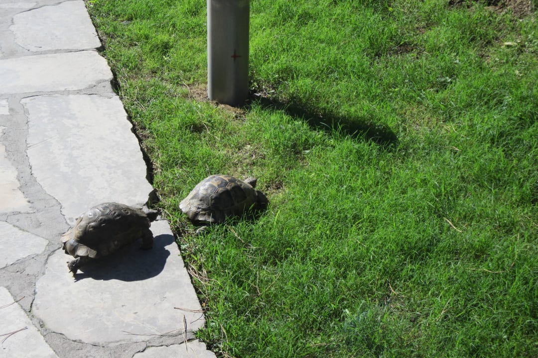 Schildkröten Asteria Family Belek