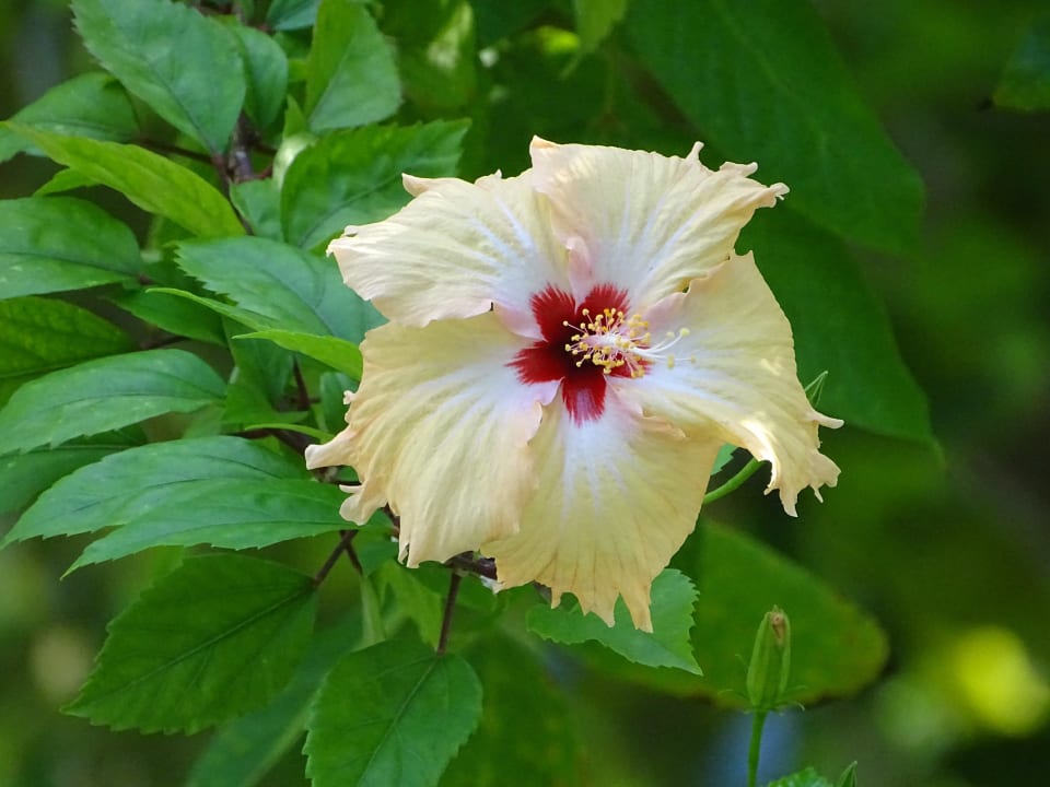 Überall Blumen  Kuramathi Maldives