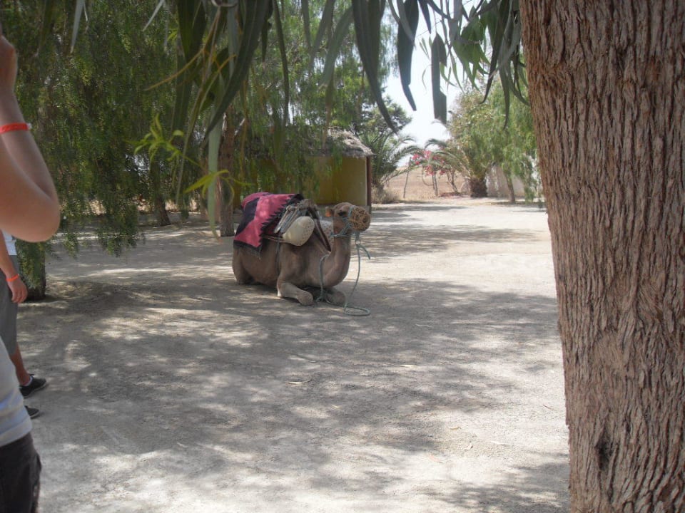 Unser Kamel Shakira Hotel Vincci Saphir Palace & Spa