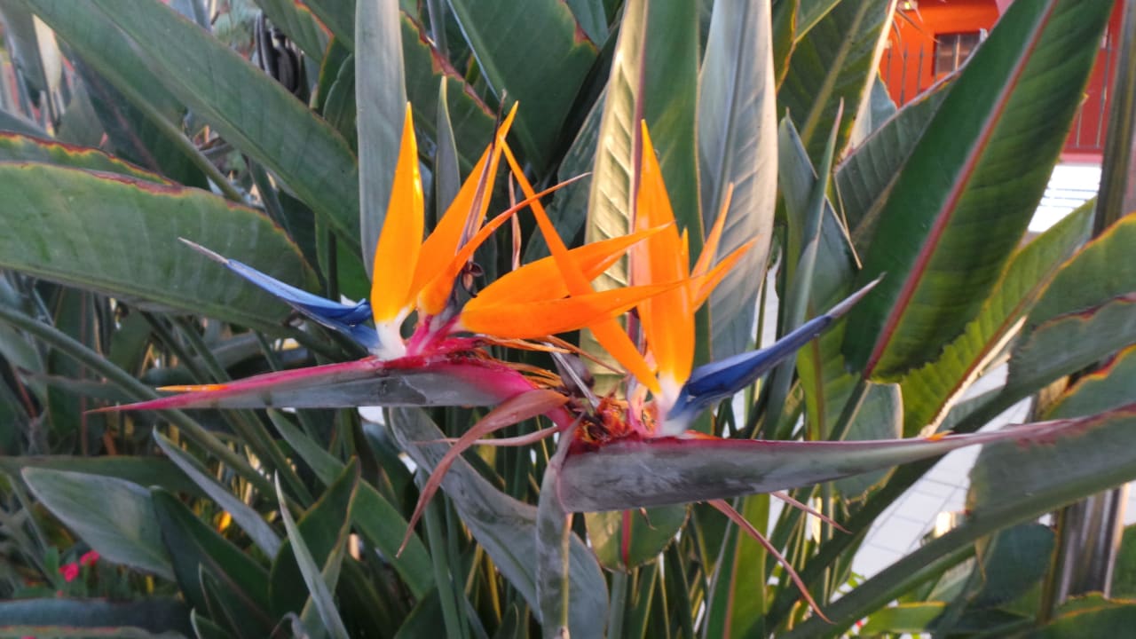 Die berühmten Strelitzien Adrián Hoteles Colón Guanahaní - Adults only