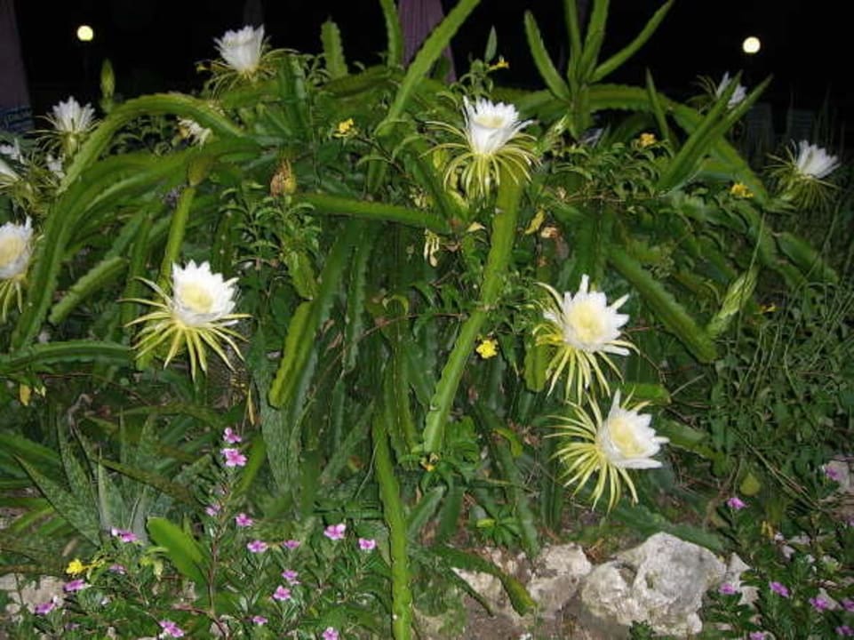 Die Königin der Nacht Bahari Beach Hotel