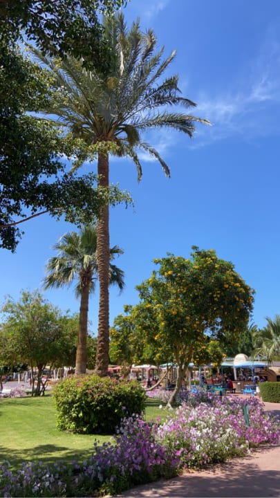 Gartenanlage Desert Rose