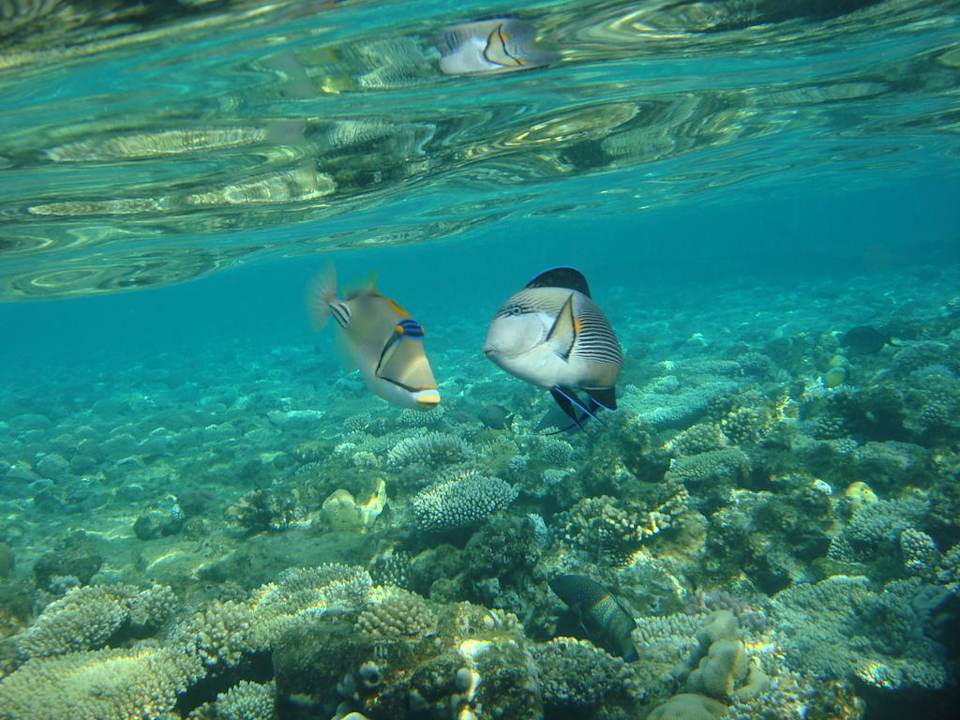 Szczęśliwa parka  Dreams Beach Resort