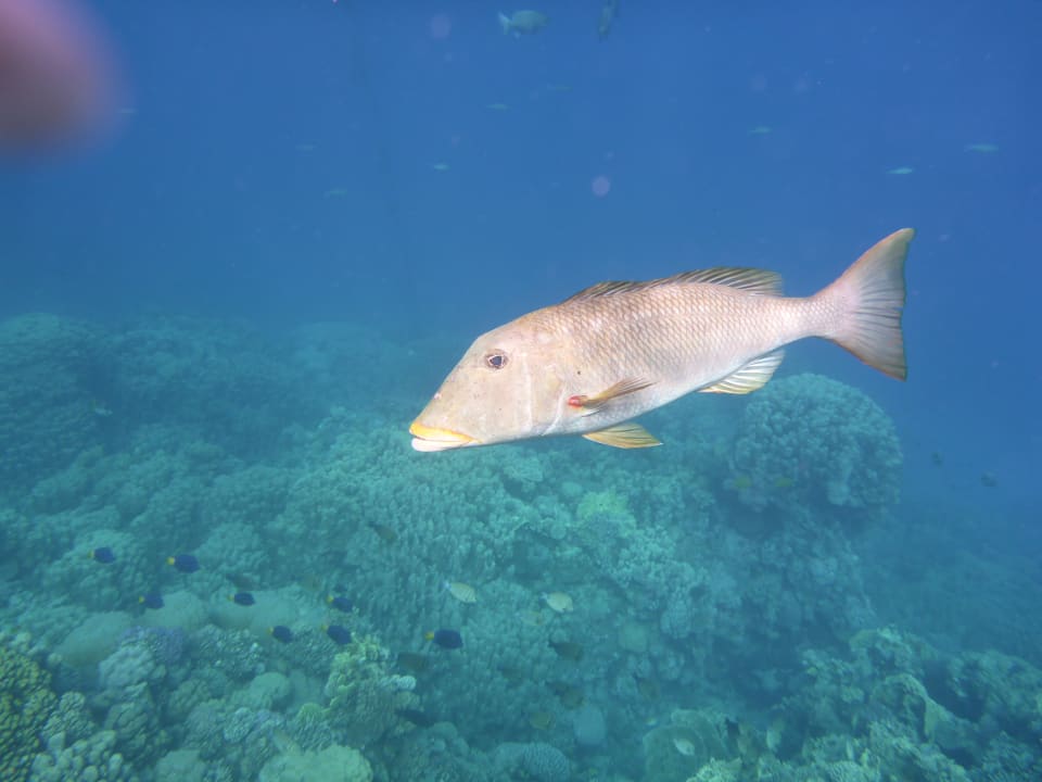 Strand Pickalbatros Palace Resort