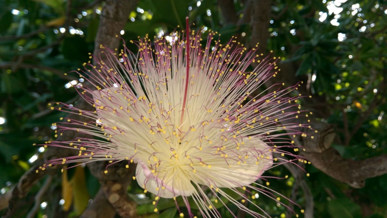 Strand Kuramathi Maldives