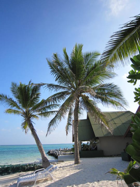 Palme Nr.32 und 33 Summer Island Maldives