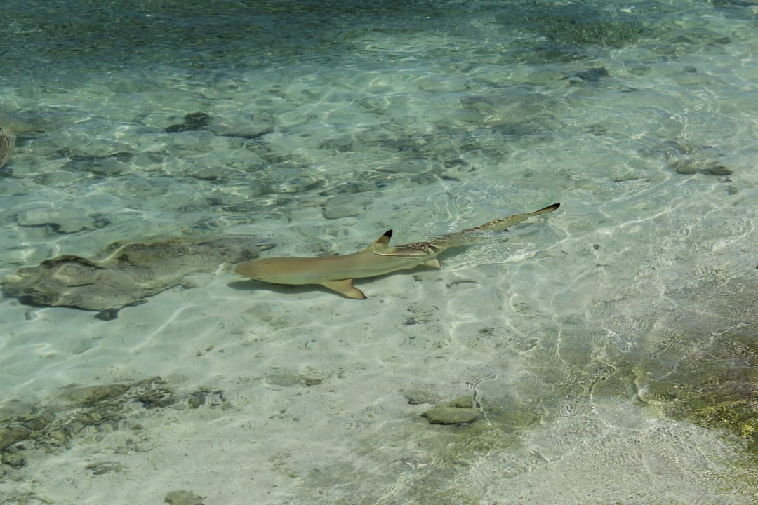.. noch ein Hai... Kuramathi Maldives