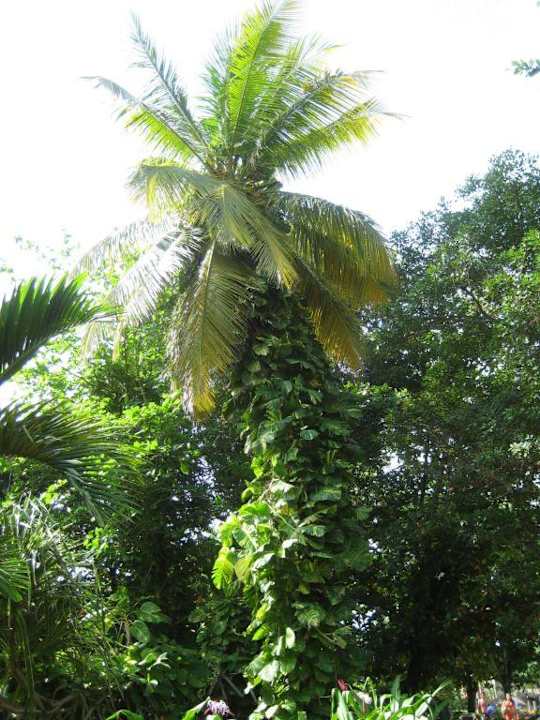 Der Garten Grand Palladium Select Bávaro Resort & Spa