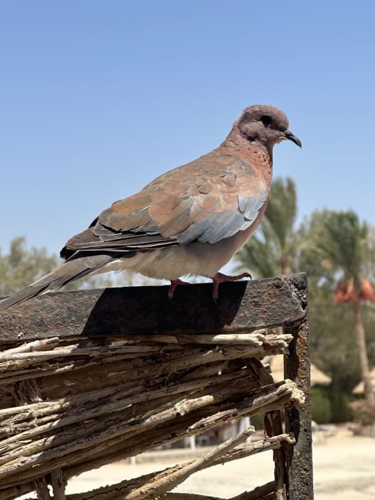 Strand Mövenpick Resort El Quseir