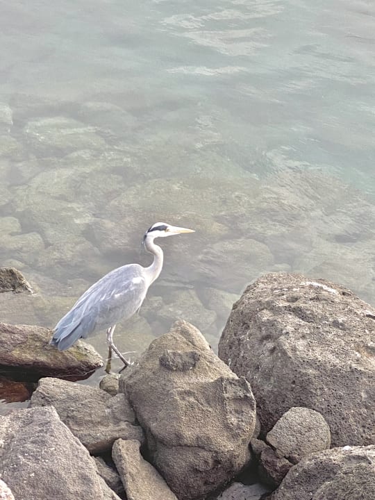 Gartenanlage Hotel Riu Palace Jandia