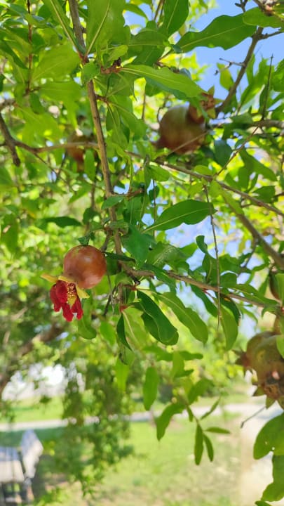 Sonstiges Adalya Resort & Spa - Adults Only