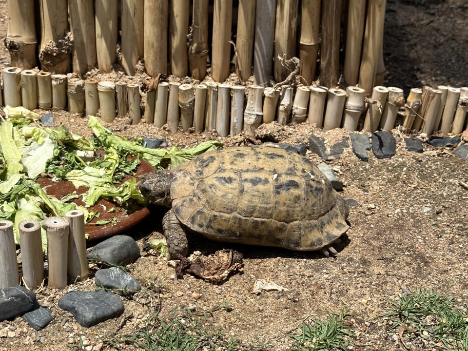 Sonstiges Steigenberger Coraya Beach - Adults only