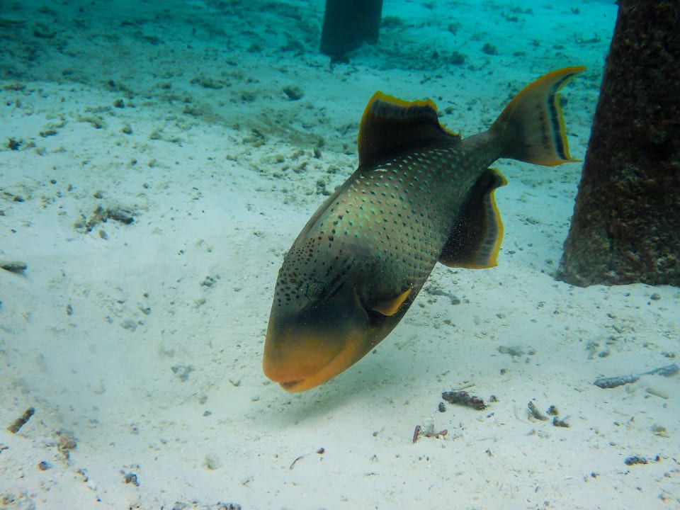 Riesen Drückerfisch Meeru Maldives Resort Island