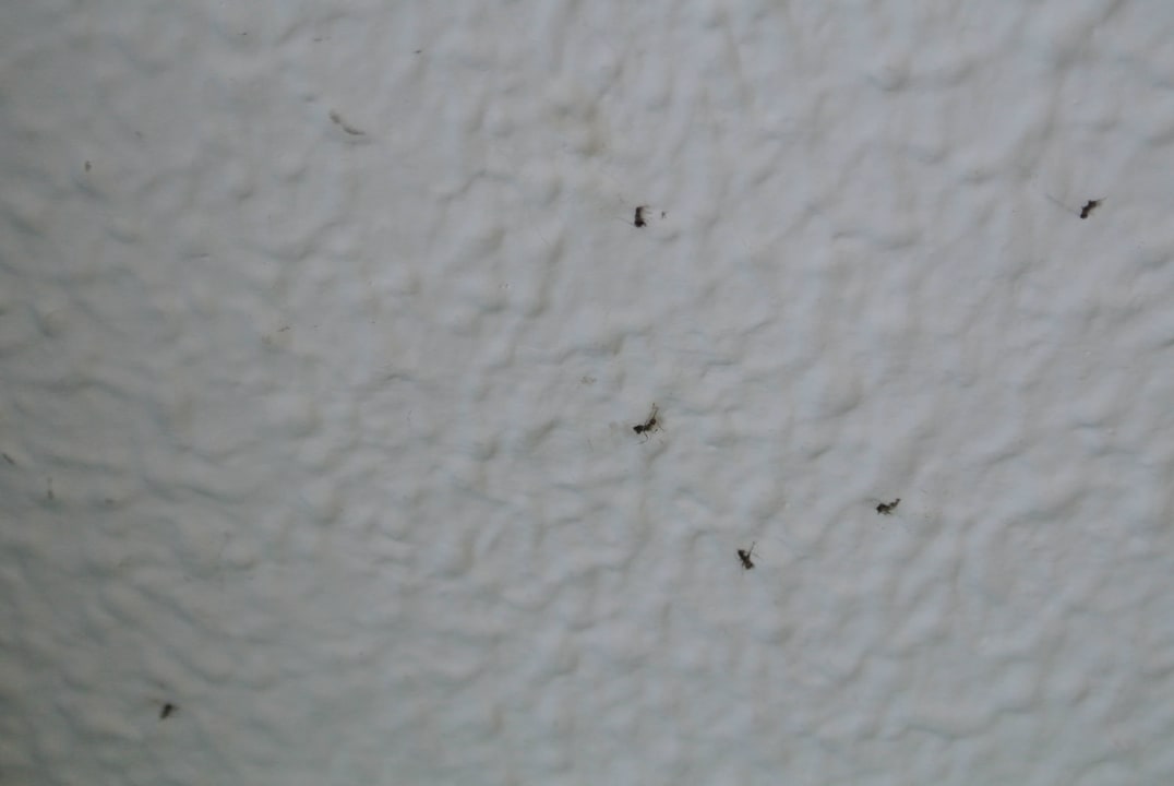 Ameisen in der Küche Oasis Lanz Beach Mate