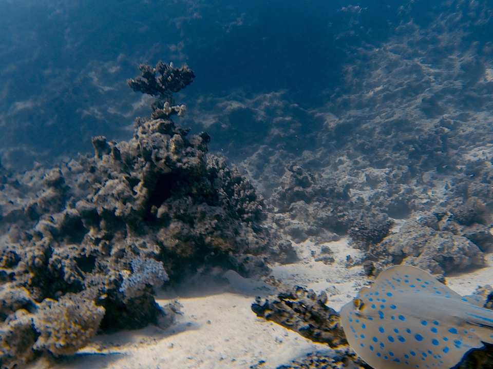 Strand Sentido Reef Oasis Suakin