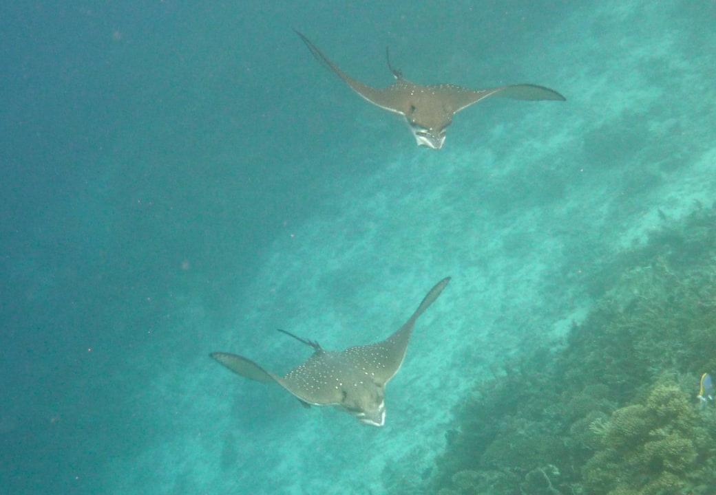 Adlerrochen Diamonds Thudufushi