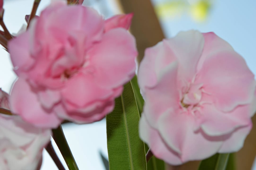 Цветы  Jaz Makadi Oasis Resort