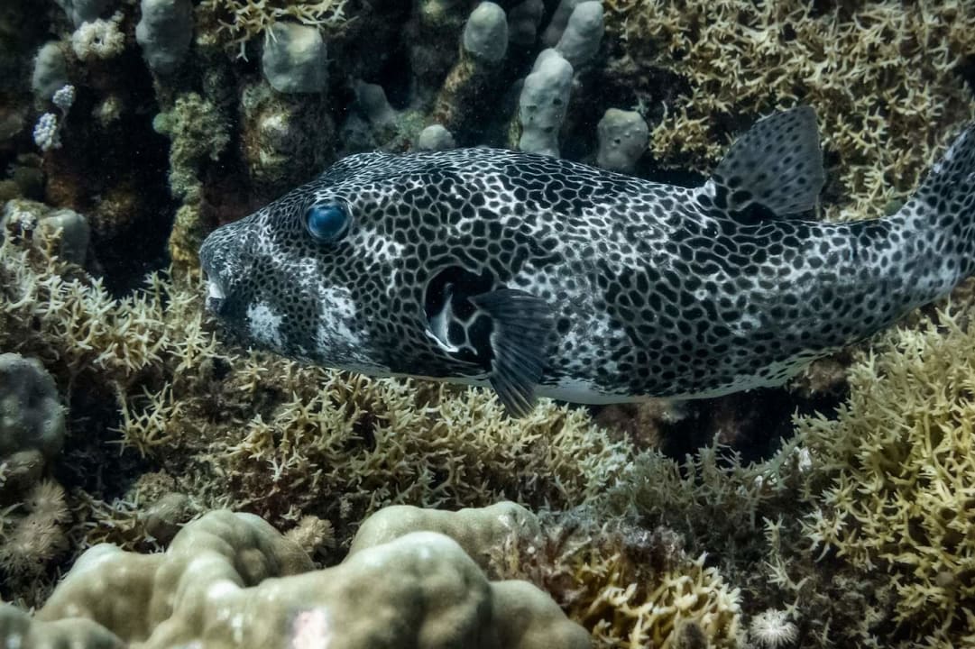 Sonstiges Malikia Resort Abu Dabbab