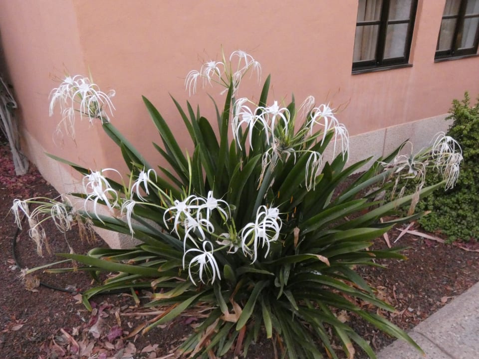 Außenansicht Bakour Fuerteventura La Pared